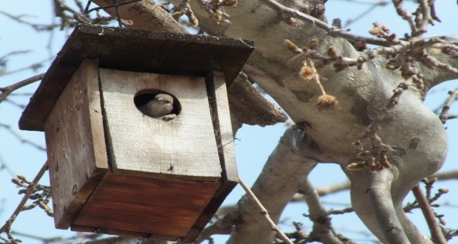 Ağaçlara kuş evler monte edildi
