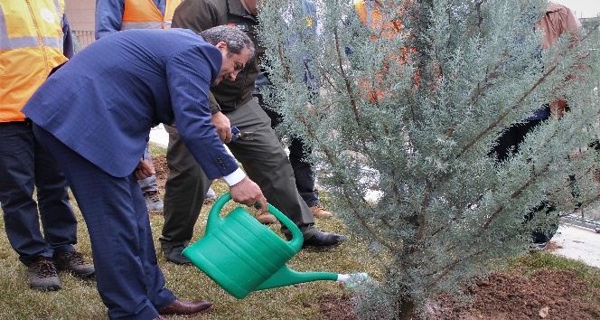 Şehir Hastanesinde 10 dönüm alana fidan dikildi