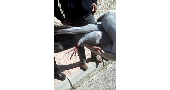 İnşaat demirine ayağı sıkışan güvercin kurtarıldı