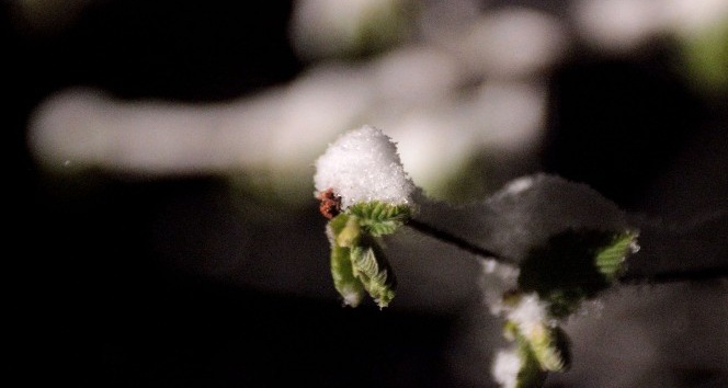 Yeşillenen fındık dallarının üzerine yağan kar ve soğuk hava üreticiyi tedirgin ediyor