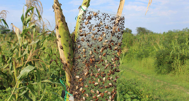 Dünyanın başı istilacı böceklerle dertte