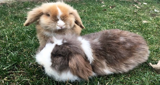 Sincan Hayvanat Bahçesi’nin en yeni üyeleri