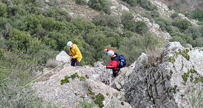 Kayalıkta mahsur kalan 13 keçi bir haftadır kurtarılmayı bekliyor