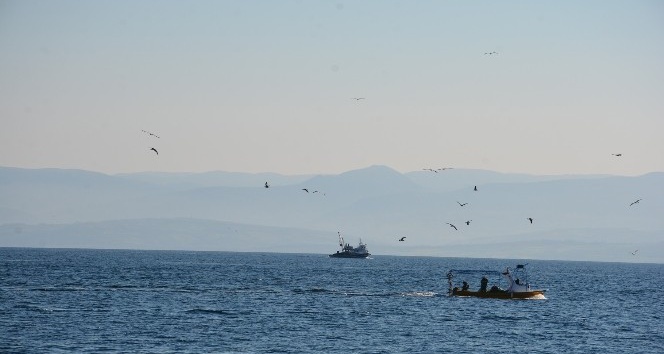 Balıkçı teknelerinin davetsiz misafiri martılar