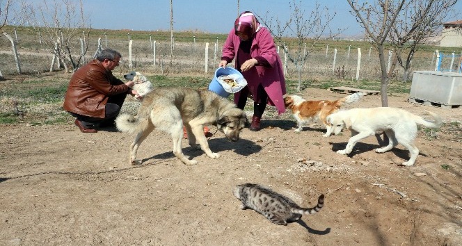 Sokak hayvanlarına aile şefkatiyle bakıyorlar