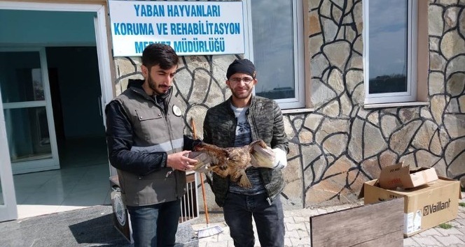 Yaralı kuşlar tedavi altına alındı