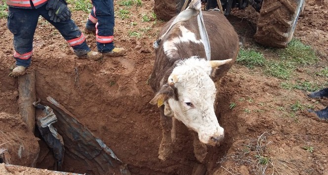 Kuyuya düşen, inek uzun uğraşlar sonucu kurtarıldı