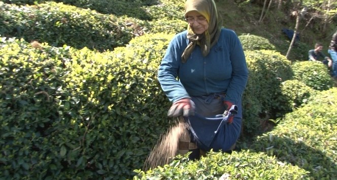 Çay üreticileri çay hasadına hazırlanıyor