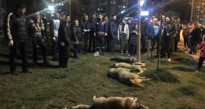 16 köpeği katleden zanlılar serbest bırakıldı