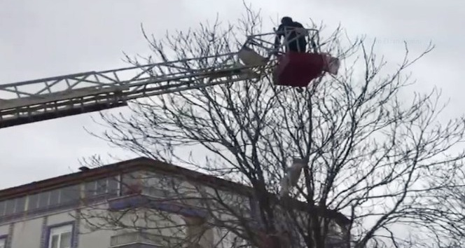 Ağaçta mahsur kalan güvercini itfaiye kurtardı