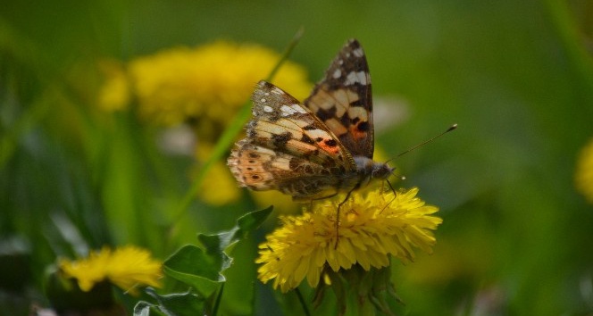 Diken kelebekleri Konya’ya renk katıyor