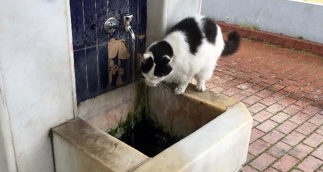 (Özel) Cami şadırvanından patileriyle su içen kedi görenlerin ilgi odağı oldu