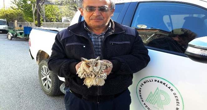 Konya’da tepeli baykuş tedaviye alındı