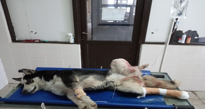 Kazada yaralanan köpek tedavi altına alındı