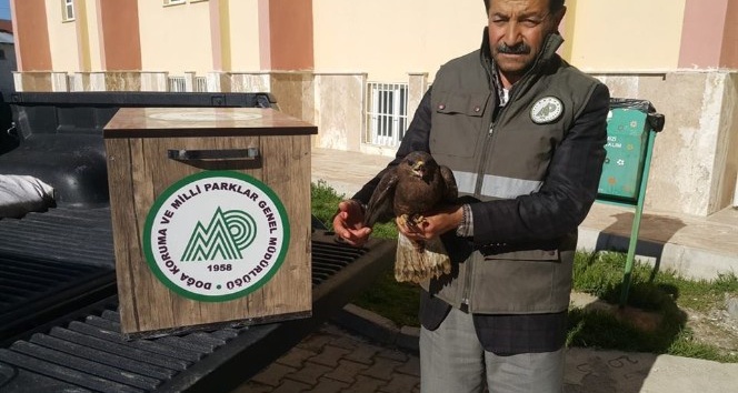 Van’da yaralı kuşlar tedavi altına alındı