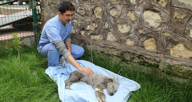 Ölmek üzereyken bulunan köpeğe Mehmetçik şefkati