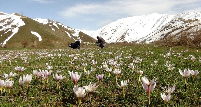 Bitlis’te karların erimesiyle açan çiğdemler eşsiz manzaralar oluşturuyor