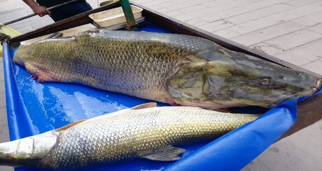 Çayda yakalanan 120 kilogramlık balık görenleri şaşırttı