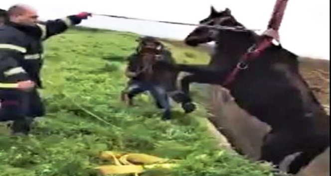 Şanlıurfa’da kanala düşen at kurtarıldı