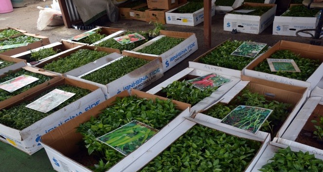 Organik fideler Sinop pazarında