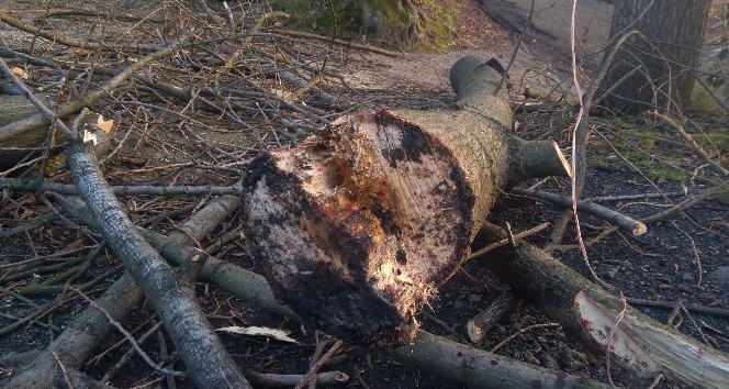 Kestiği ağacın altında kalan bir kişi hayatını kaybetti
