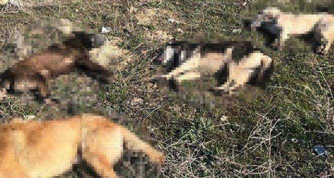 Ankara&#039;da 4 köpek daha zehirlenerek telef edildi