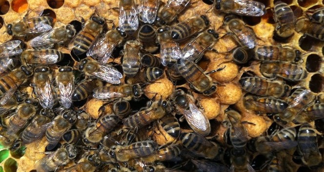 Ulaştırma Bakanlığı’ndan arılara geçiş üstünlüğü getirildi