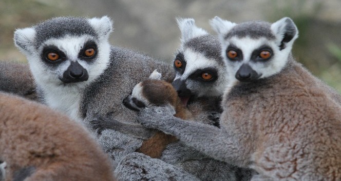 (Özel) Lemur ailesine 8 yeni üye