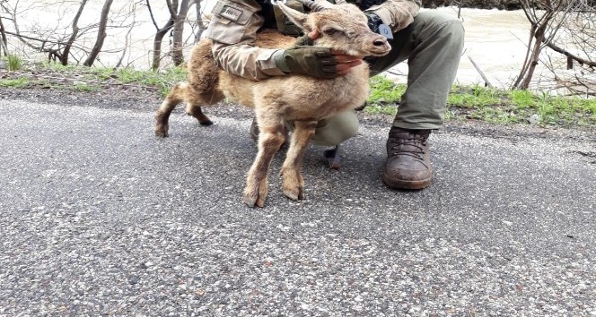 Operasyondaki Mehmetçik’ten yaralanan dağ keçisine şefkat