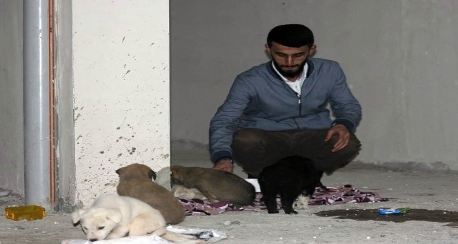 Siirt’te 7 yavru köpeği ölüme terk ettiler