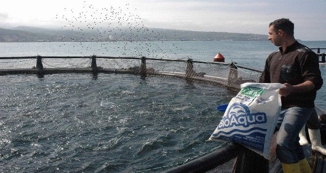 Türkiye’de son 10 yılda denizlerde avlanan balık miktarı azalırken, iç sularda ve denizlerde yetiştirilen kültür balığı arttı