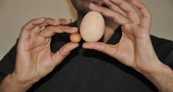 2,85 gramlık yumurta şaşırttı