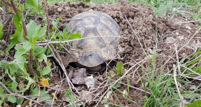 Toprağı kazarak ısınmaya çalışan kaplumbağa görenleri şaşırttı