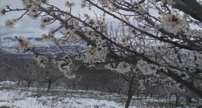 Malatya’da çiçek açan kayısı ağaçlarını kar vurdu