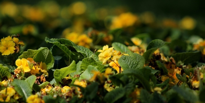 Bursa'da bahar coşkusu