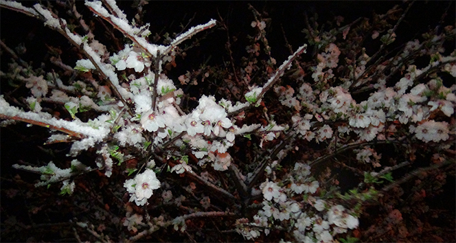 Mart&#039;ta çiçek açan kayısıyı Nisan&#039;da kar vurdu