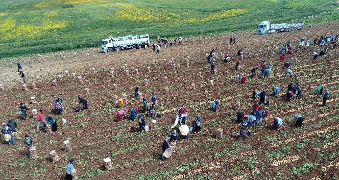 Adana’da patates hasadı başladı