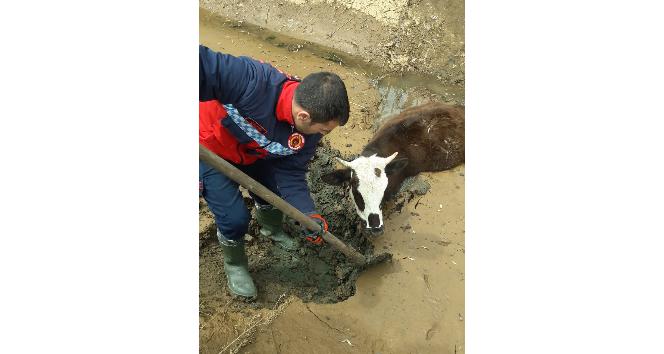 Bingöl’de çamura gömülen inek kurtarıldı