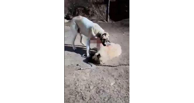 Acımasızca dövüştürülen köpeklerin görüntüleri yürekleri parçaladı