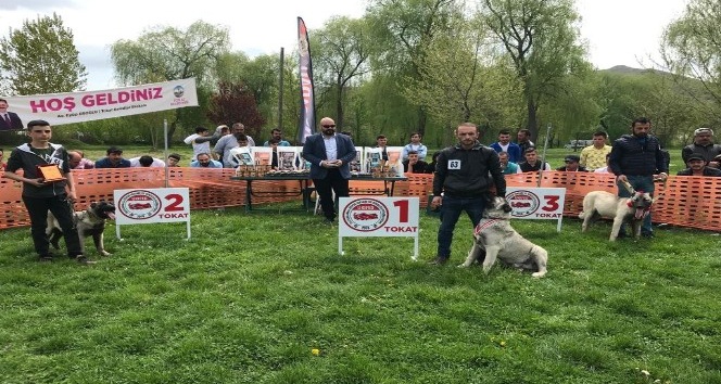 Türk çoban köpekleri Tokat’ta podyuma çıktı