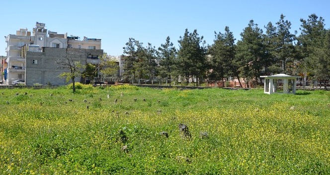 Tarihi mezarlara ilgisizlik tepkisi