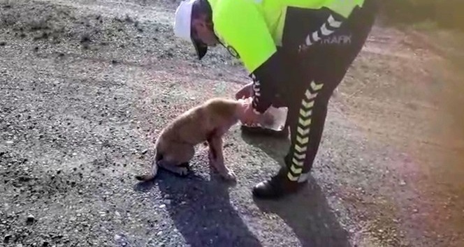 Kafasına geçirilen bidonla dolaşan köpeği polis kurtardı