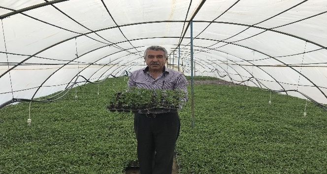 Bu köyde herkes geçimini fide yetiştiriciliğinden sağlıyor