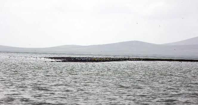 Martılar su seviyesi artan Seyfe Gölü’ne akın etti