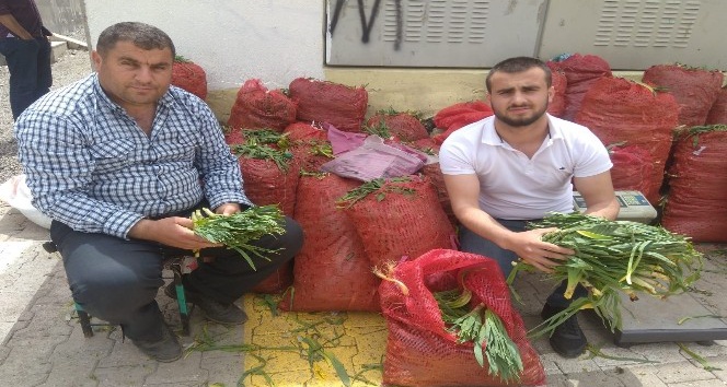 Topladıkları bitkileri satarak aylık 6 bin lira kazanıyorlar