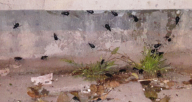 Siyah böcekler Şanlıurfa’yı esir aldı