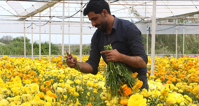 İşçi olarak başladığı seralarda bugün yurt dışına çiçek ihraç ediyor