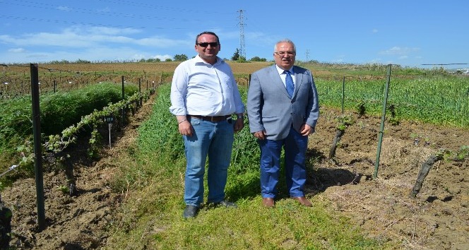 (Özel) Bağda 4 farklı örtü bitkisi uygulaması