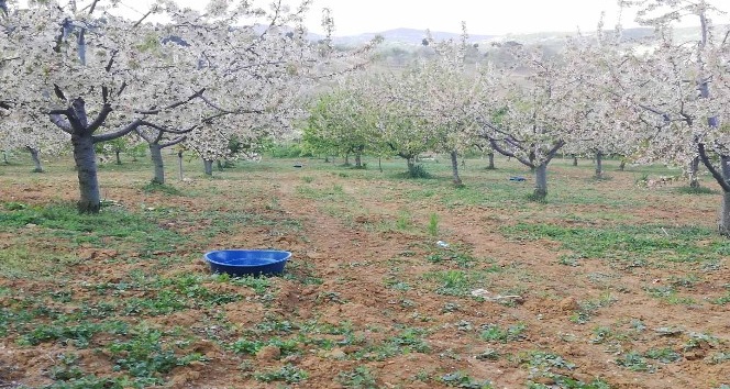 Çiftçilerden böceklere ’mavi leğenli’ önlem