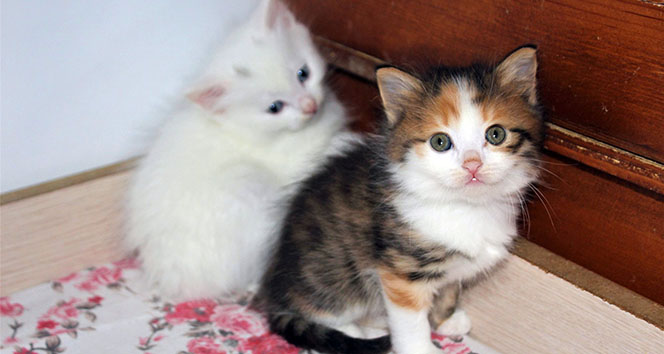 Van kedilerine renkli kardeş
